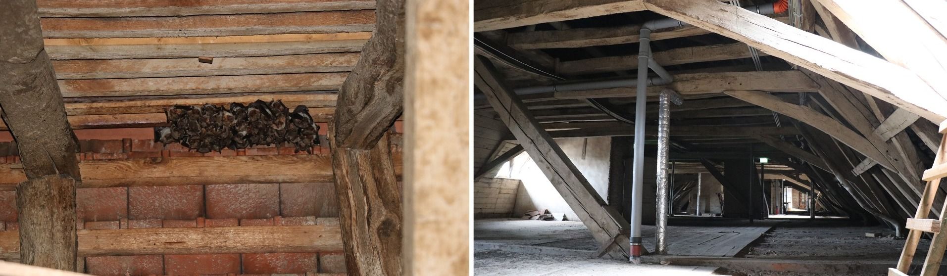 Fledermäuse im ehemaligen Priesterseminar in Fulda 