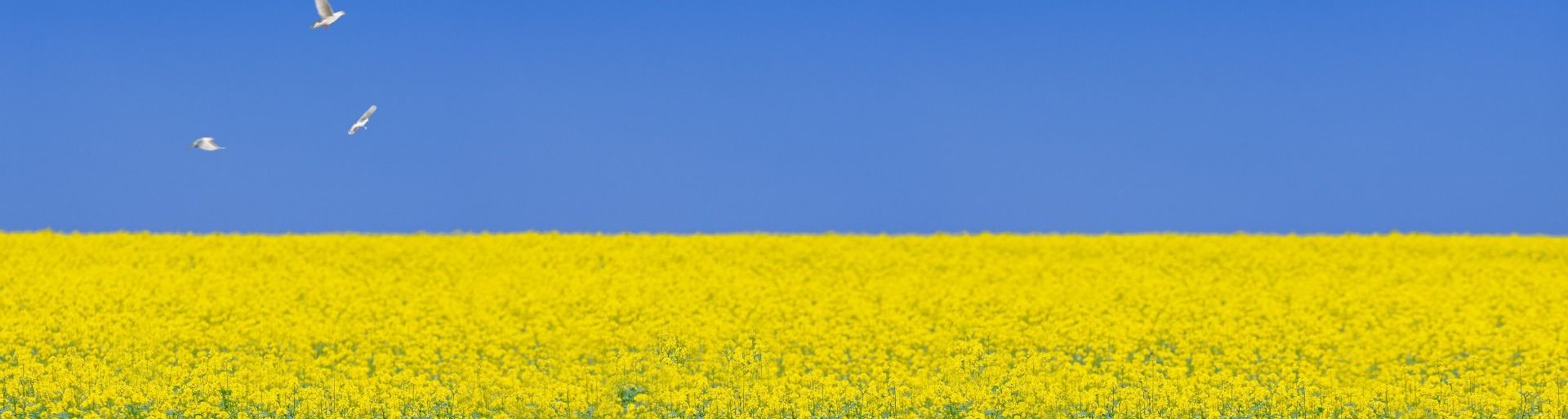 Ukrainische Gemeinde lädt ein